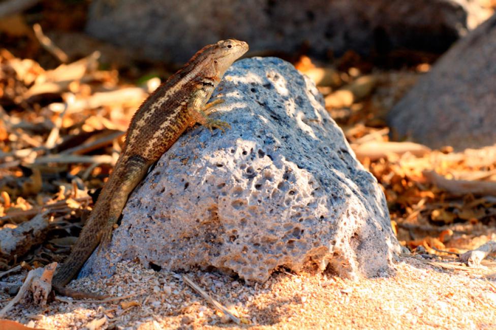 Lagarto de lava macho